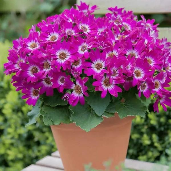 6種“年宵花”，漂亮又吉利，趁著秋天買，連著開花200天