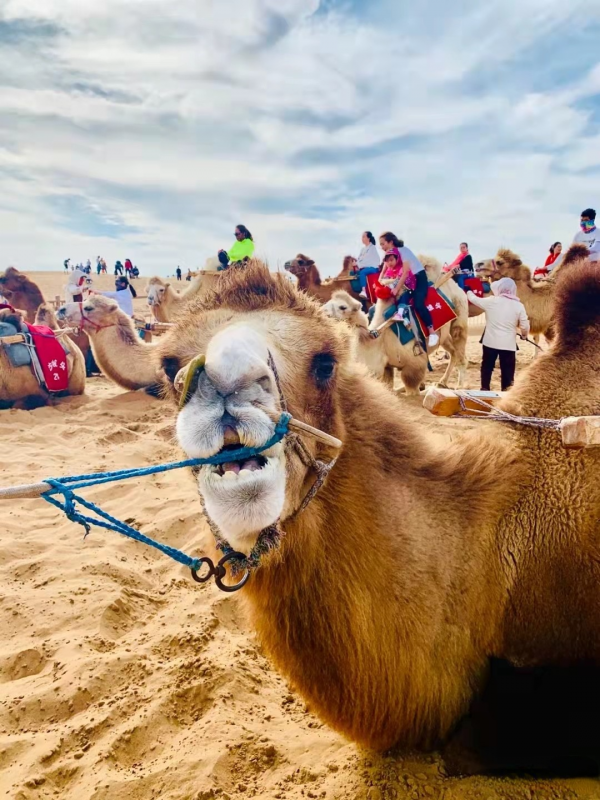 寧夏旅行|最火景點彙總 寧夏旅行|最火景點彙總
