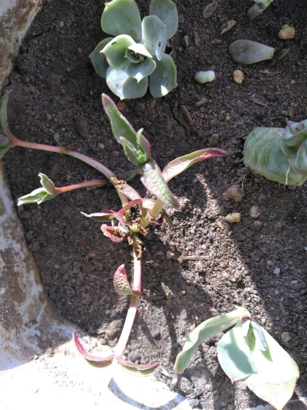 花園裡的“流氓”,都不是善類,沾上土就除不掉 花園裡的“流氓”,都不是善類,沾上土就除不掉
