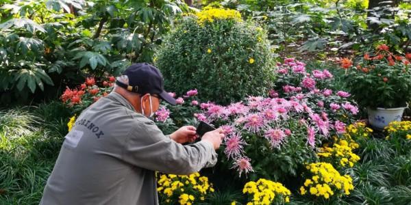 進入最佳觀賞期 進入最佳觀賞期