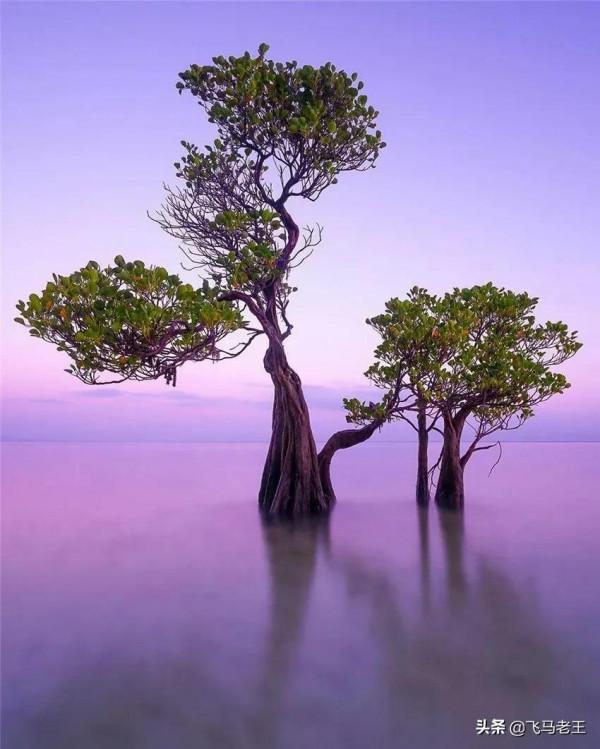 美景：松巴島東部沙灘上獨特的紅樹林和椰子樹