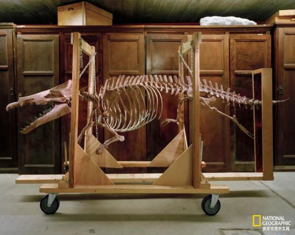 鯨居然長過腿 鯨居然長過腿