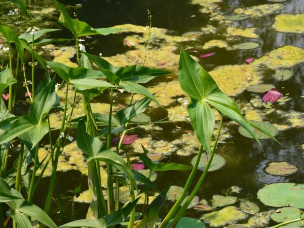 老人說“秋吃水八仙，賽過小神仙”，什麼是水八仙？看完漲知識了