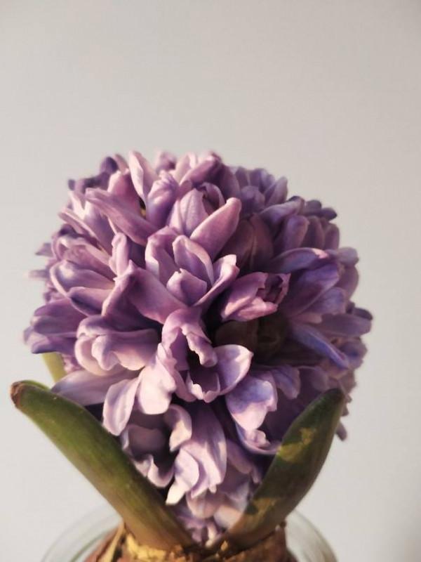 耐寒花清單，10種花能耐零下15度，秋冬養正合適