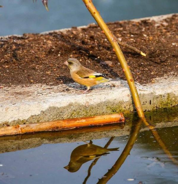 喜慶小鳥金翅雀蹦蹦跳跳報春來