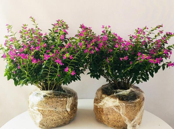 天越冷,養太陽花越需注意這6點,做到位,盆栽順利過秋冬 天越冷,養太陽花越需注意這6點,做到位,盆栽順利過秋冬