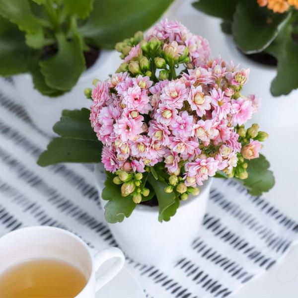 十月養這“6種花”，建議窮養，多曬少管，栽小盆更利於生長