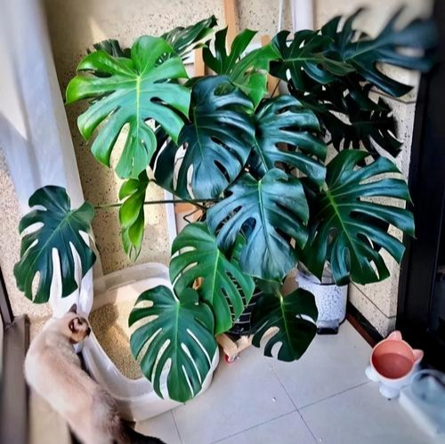 7種大型花，號稱“死不了”，看著很霸氣，還能吸廢氣，值得養