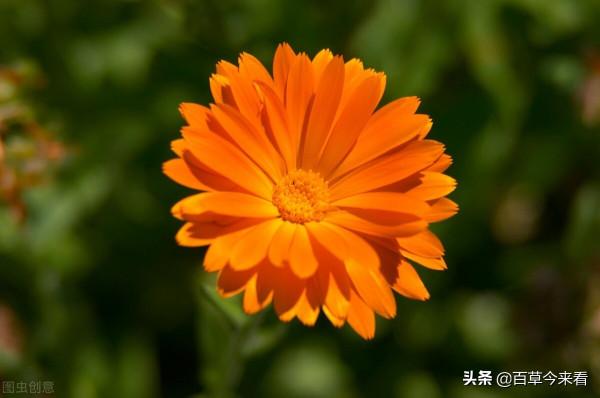 68種可食用的藥用植物，開的花好看，能吃，還養生（三）