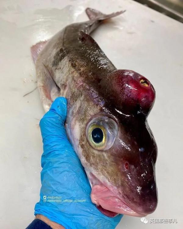 俄羅斯漁夫的深海怪魚又來了...這波依然是高能獵奇！突破天際