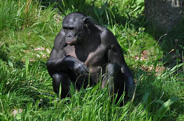 黑種人的基因與白種人、黃種人有何區別?基因相似度有多高? 黑種人的基因與白種人、黃種人有何區別?基因相似度有多高?