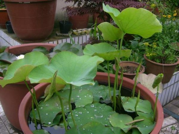 5種漂亮花，喜歡“窮養”，擠在破盆裡，能養30年