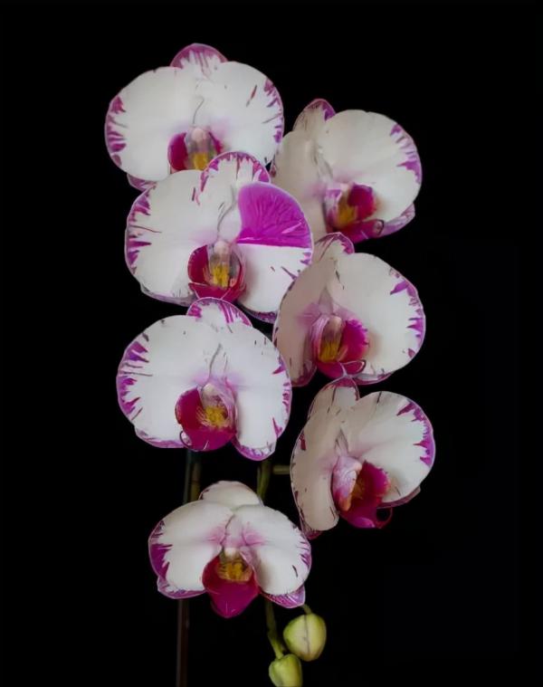 蘭花：部分種類圖鑑