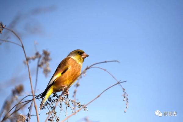 可愛的金絲雀 可愛的金絲雀