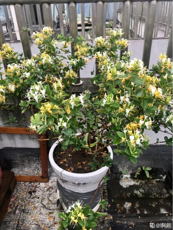 “壽命長”的10種花,寓意好,格調高,老人見了眉開眼笑 “壽命長”的10種花,寓意好,格調高,老人見了眉開眼笑