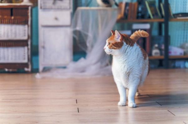 高品質照片裝點幸福生活 愛普生 L8188 印表機評測 高品質照片裝點幸福生活 愛普生 L8188 印表機評測