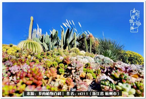 養多肉，莫忘初心，原本我只是想養一顆花
