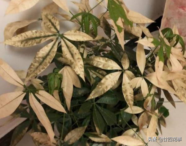 懂花的人,客廳不養“6類花草”,容易被笑話,家裡有的快處理 懂花的人,客廳不養“6類花草”,容易被笑話,家裡有的快處理