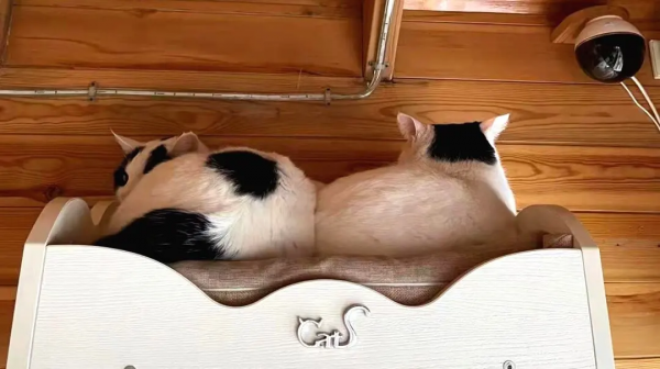 大阿寶：“斜槓青年”歡樂多