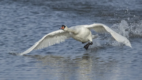 《鄂爾多斯鳥類》鳥種選登-疣鼻天鵝 《鄂爾多斯鳥類》鳥種選登-疣鼻天鵝