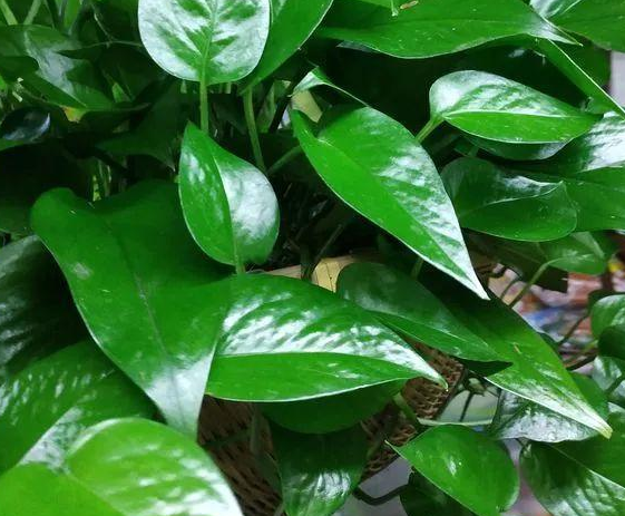 過期小藥片，碾碎澆花一級棒，葉子油亮不生蟲，開花更勁爆