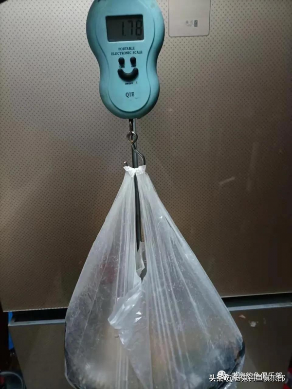 近岸釣流水，老鬼魚餌擒大鯉