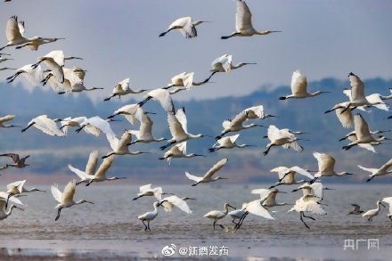 成群白琵鷺飛抵鄱陽湖越冬