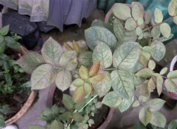 玫瑰花杆上長白斑別擔心，修剪加消毒，保持良好通風，輕鬆解決