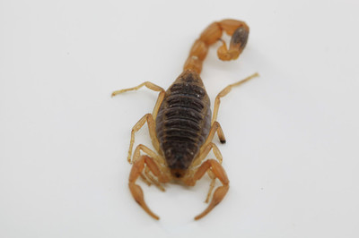 &OpenCurlyDoubleQuote;以毒攻毒&rdquo;，是癌症治療的正確選擇嗎？