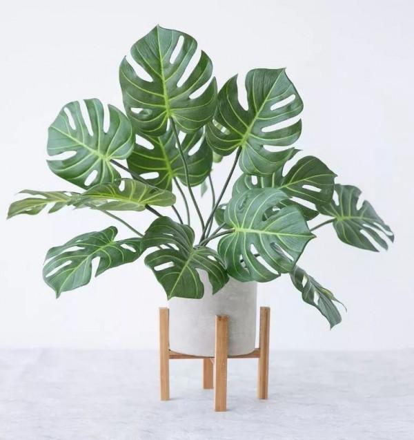 俗語“堂屋擺四花，美觀又發家”啥意思？哪四種花適合放在客廳？