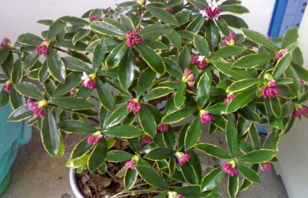 養瑞香常遇到的3個棘手問題，掌握就能提前避免，讓它開花滿屋香