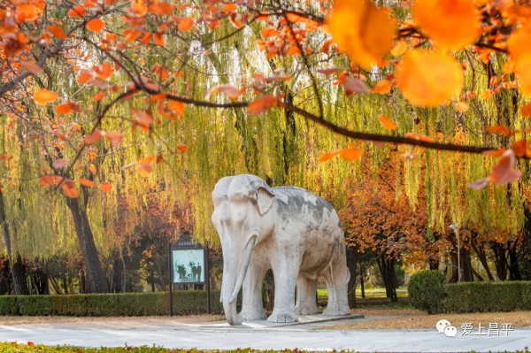 氣溫驟降,昌平這6個賞紅葉地即將登場,提前收藏 氣溫驟降,昌平這6個賞紅葉地即將登場,提前收藏