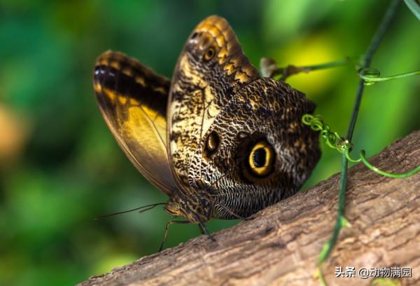 物種百科：貓頭鷹蝶