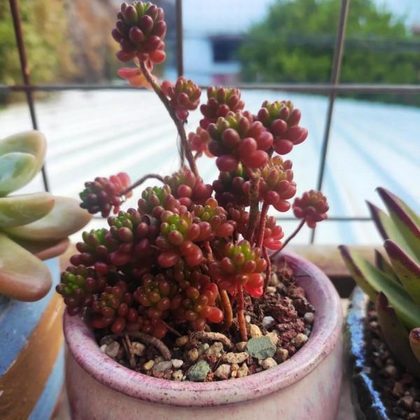 早安,努力工作!努力養多肉 早安,努力工作!努力養多肉