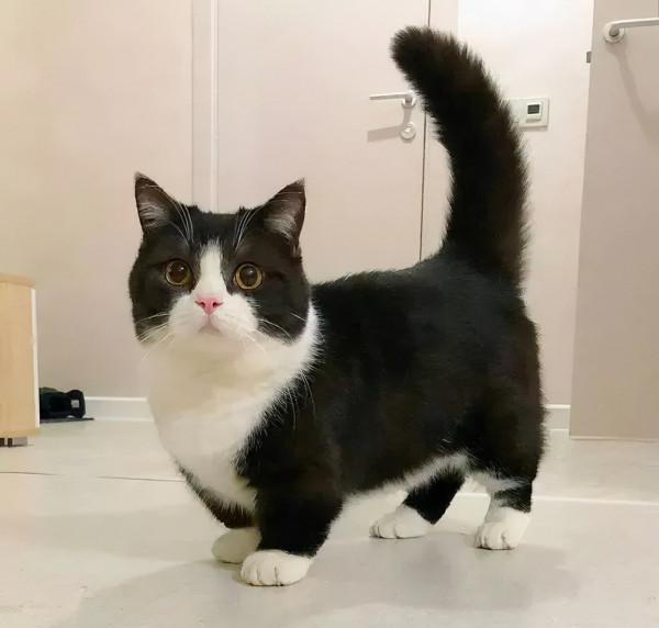 救命!國寶熊貓困在PS裡面了 救命!國寶熊貓困在PS裡面了