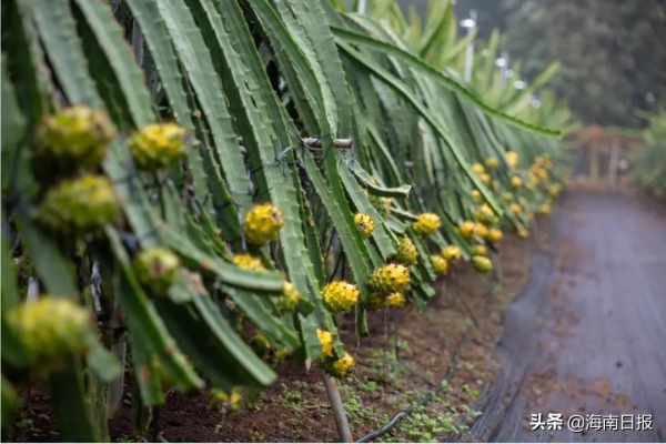這些重新整理你認知的海南農業新品種，正慢慢敲開市場之門......