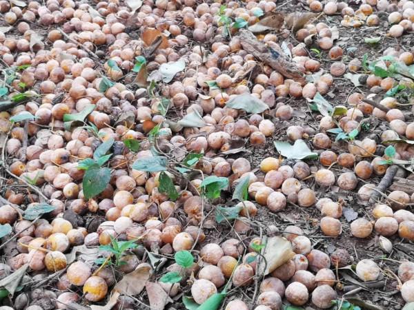 摩托周邊旮旯遊——尋朱元璋出家之於皇寺 摩托周邊旮旯遊——尋朱元璋出家之於皇寺