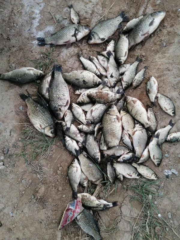 早晨野塘草洞狂拉板鯽 早晨野塘草洞狂拉板鯽