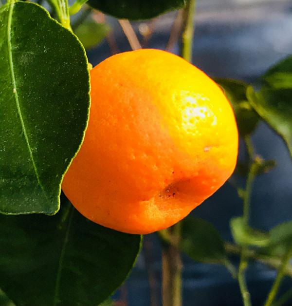 4種果樹,種在院子裡特旺宅,還有時令水果免費吃 4種果樹,種在院子裡特旺宅,還有時令水果免費吃