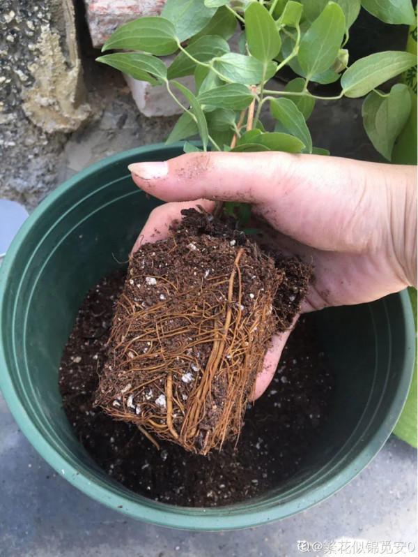 缺德商販，把“綠化草”包裝成“進口花”來賣，上當的人真不少