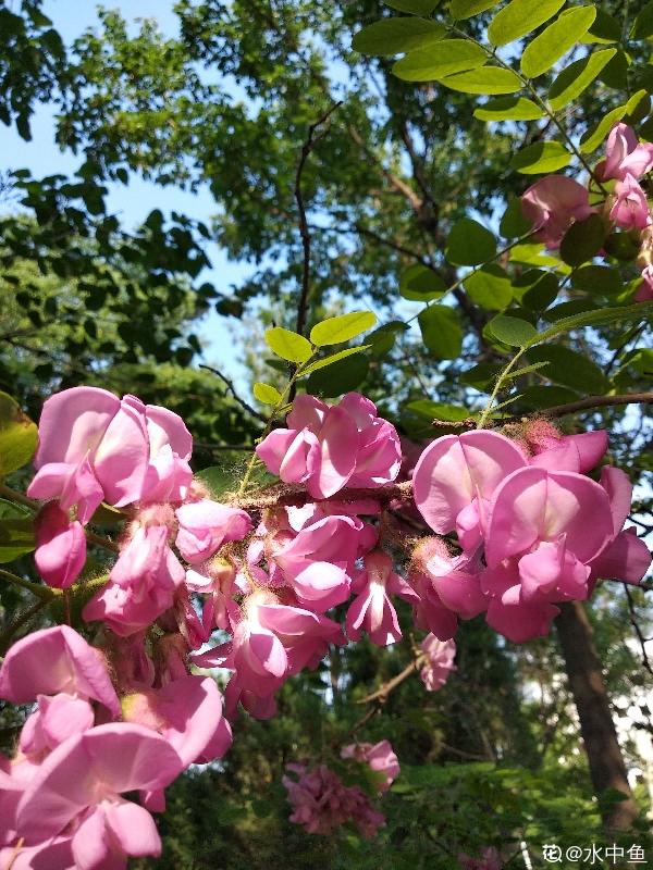 槐花能吃好處多，但為啥院子裡種得少，原因有三點