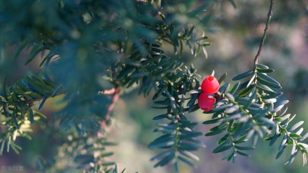 庭院耐寒“5寶”，不想冬天院子裡光禿禿，就種它們