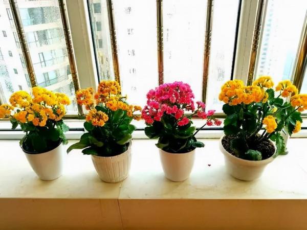 適合養在“臥室”裡的綠植，淨化空氣，助睡眠