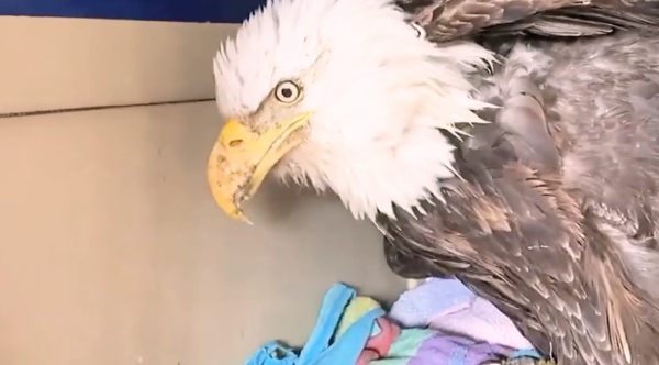 老鷹凍在湖面無法動彈,過路大叔趕緊幫忙,還有小貓咪也需要幫助 老鷹凍在湖面無法動彈,過路大叔趕緊幫忙,還有小貓咪也需要幫助