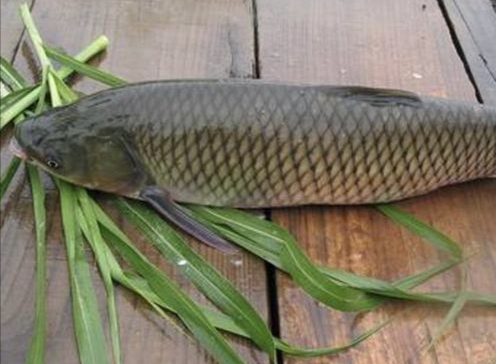 有個15畝魚塘水深2米養魚,你選擇外出打工、還是在家裡養魚好? 有個15畝魚塘水深2米養魚,你選擇外出打工、還是在家裡養魚好?