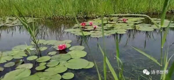 記杭州灣溼地的動物（