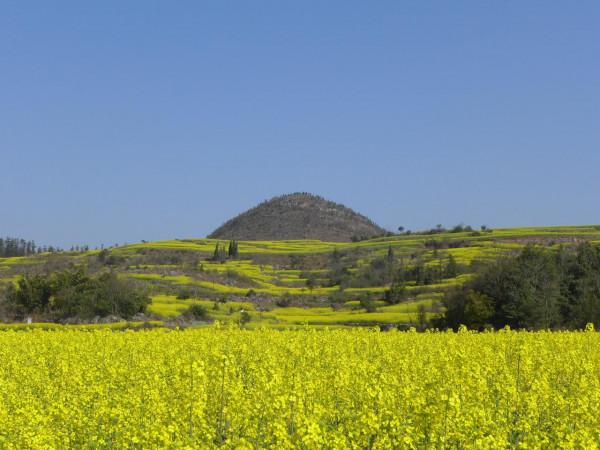 我對羅平的油菜花似乎也有&OpenCurlyDoubleQuote;七年之癢&rdquo;