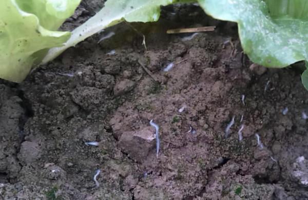 冬季種植草莓蔬菜，死棵爛苗多，有什麼好辦法嗎？