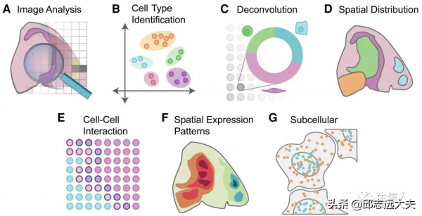 咱就是說，看完這篇文章還不懂空間轉錄組資料分析？