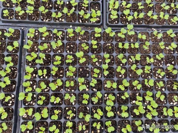 葉菜都是直接播種嗎？這5種育苗移栽長得更好，方法簡單不妨一試
